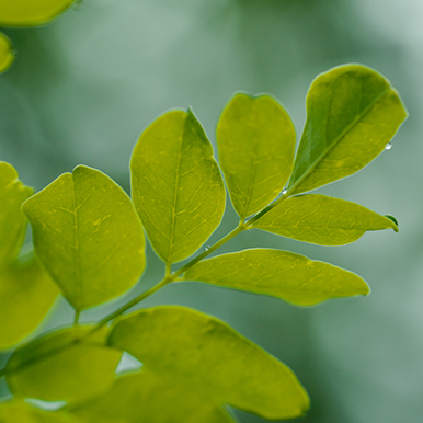 Moringa