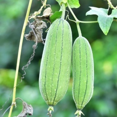 Luffa